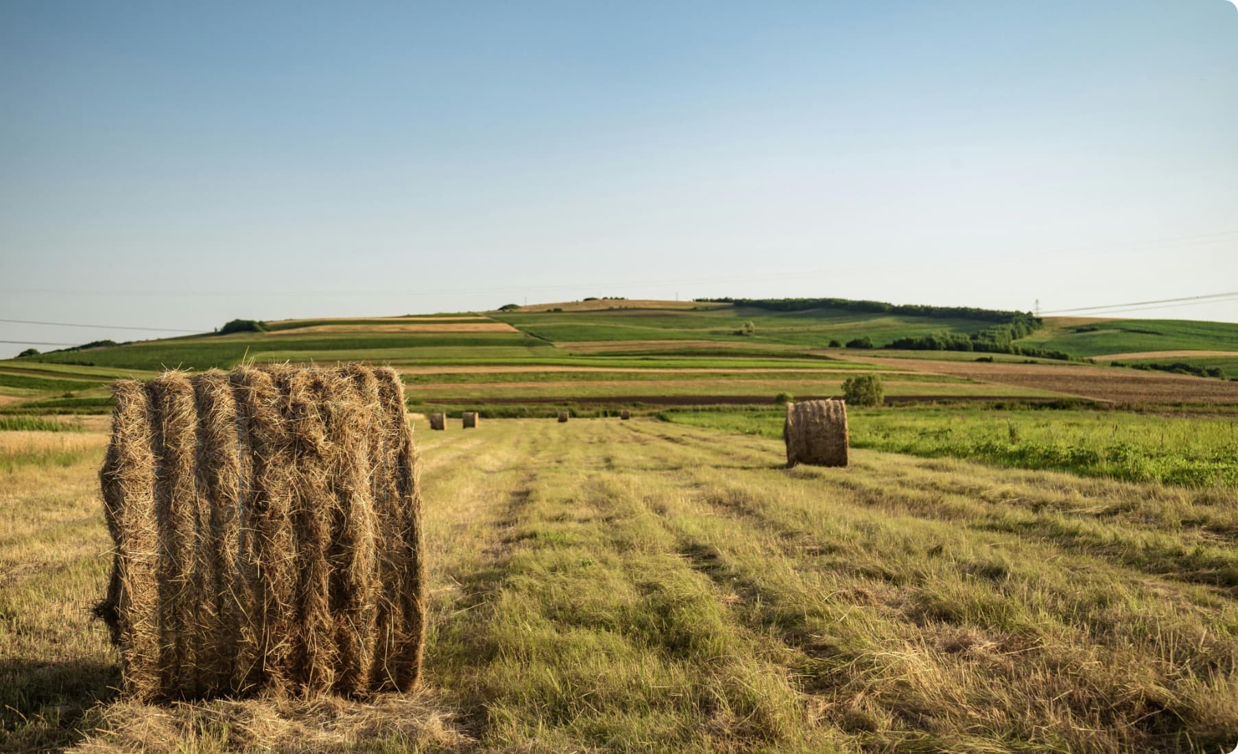 Поле — сільське господарство Млинівська Чайка